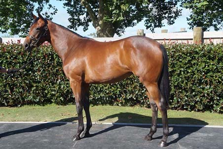 Group 1 winner Montoya's Secret as a yearling at Phoenix Park